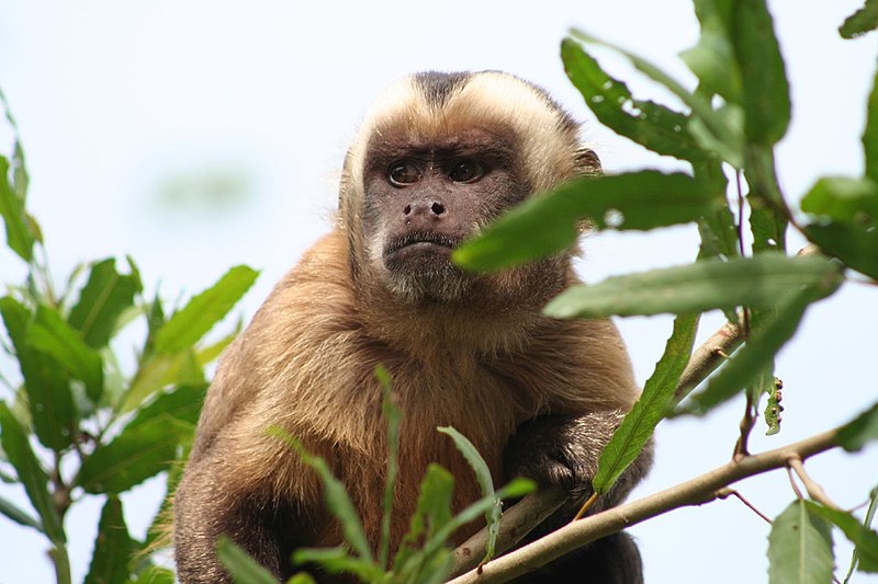 A monkey peers into distance while sitting in a tree.